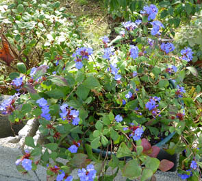 Ceratostigma plumbaginoides